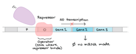 Gene Repressor